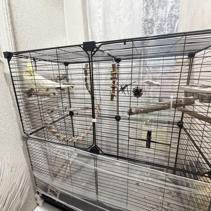 Продам попугая корелла