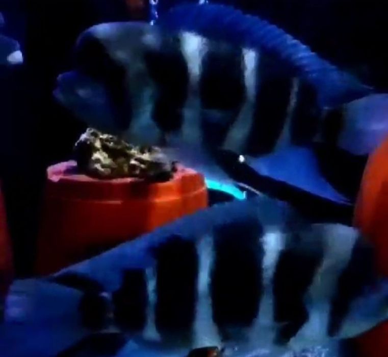 Продам мальков Cyphotilapia Frontoza Nort blue.