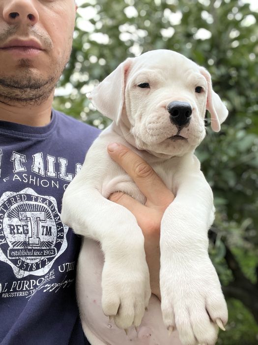 Femela Dog Argentinian/Pedigree