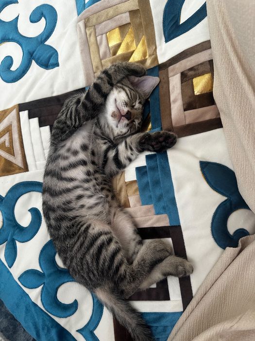 Отдам котёнка в добрые руки, БЕСПЛАТНО!