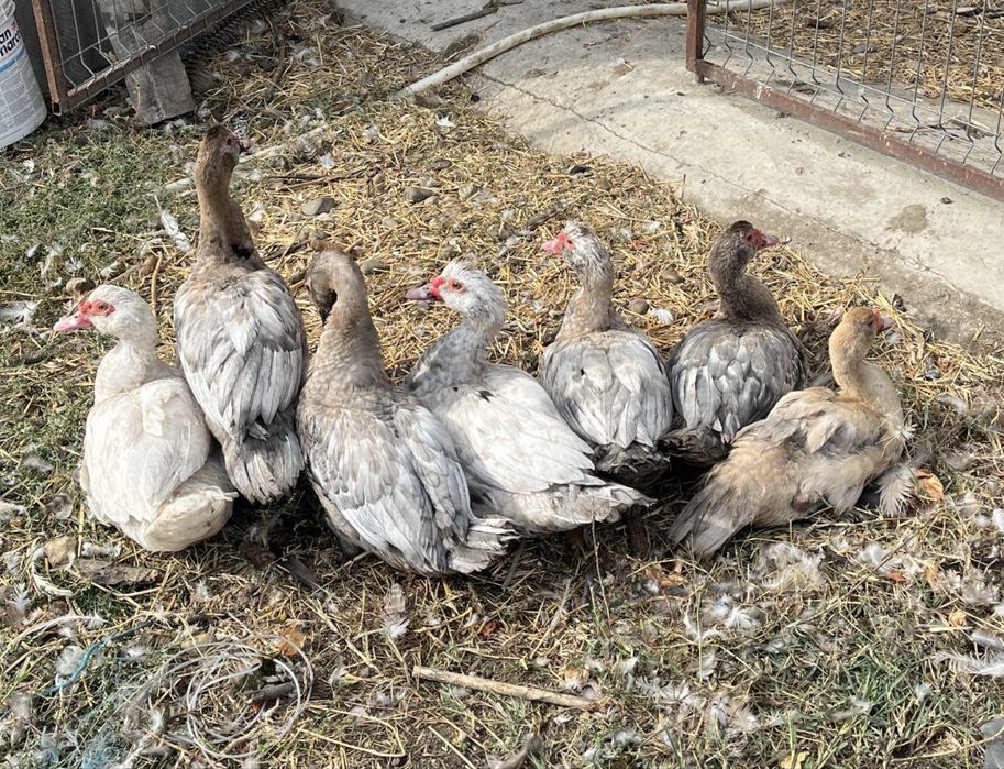 Rățoi și Rațe Leșești Tineret , Diferite Varietăți de Culori