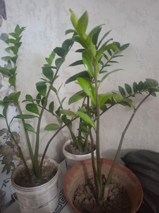 Продам денежное дерево