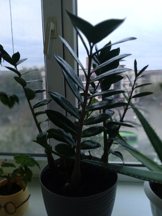 Продам комнатные цветы