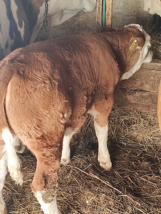 Vând vițică din vacă bună