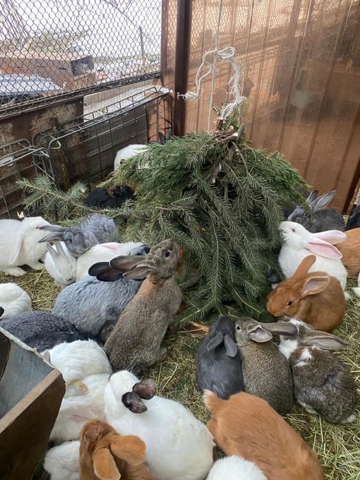 Кролики разных пород и возрастов