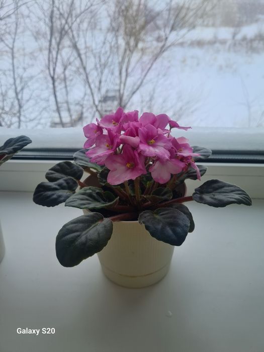 Продам фиалки цветущие