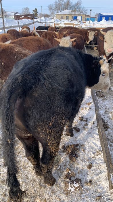 Продам Бычков с откорма 40 голов