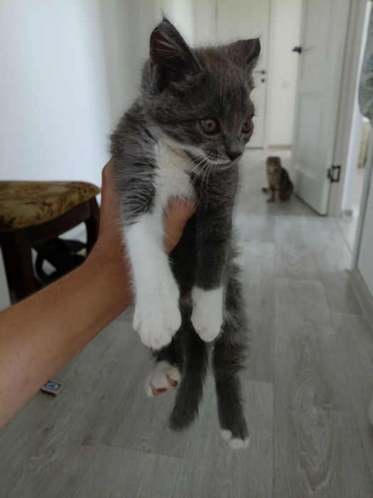 Котята весло ухи хороший руки