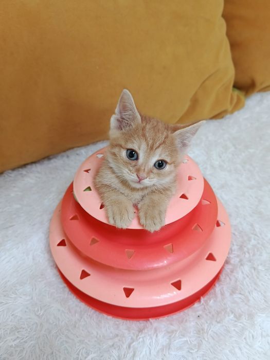 Очаровательные котята!