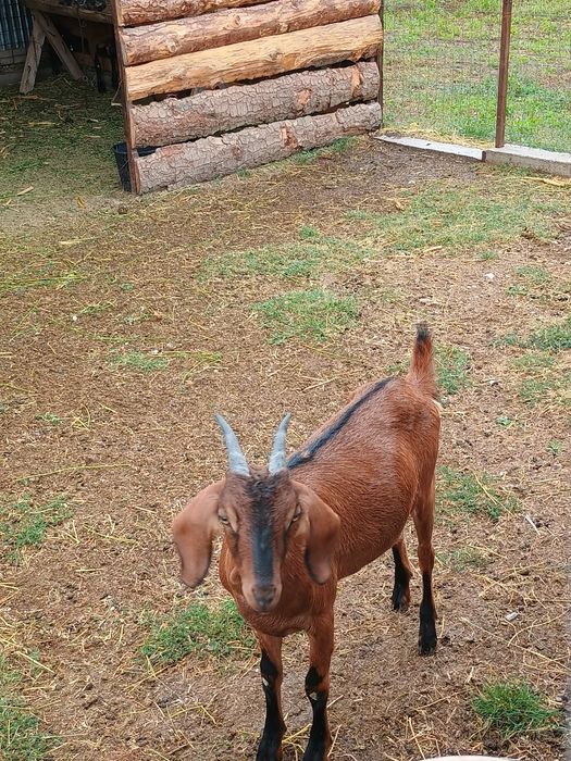 Ieduță metis anglonubiana cu alpin francez