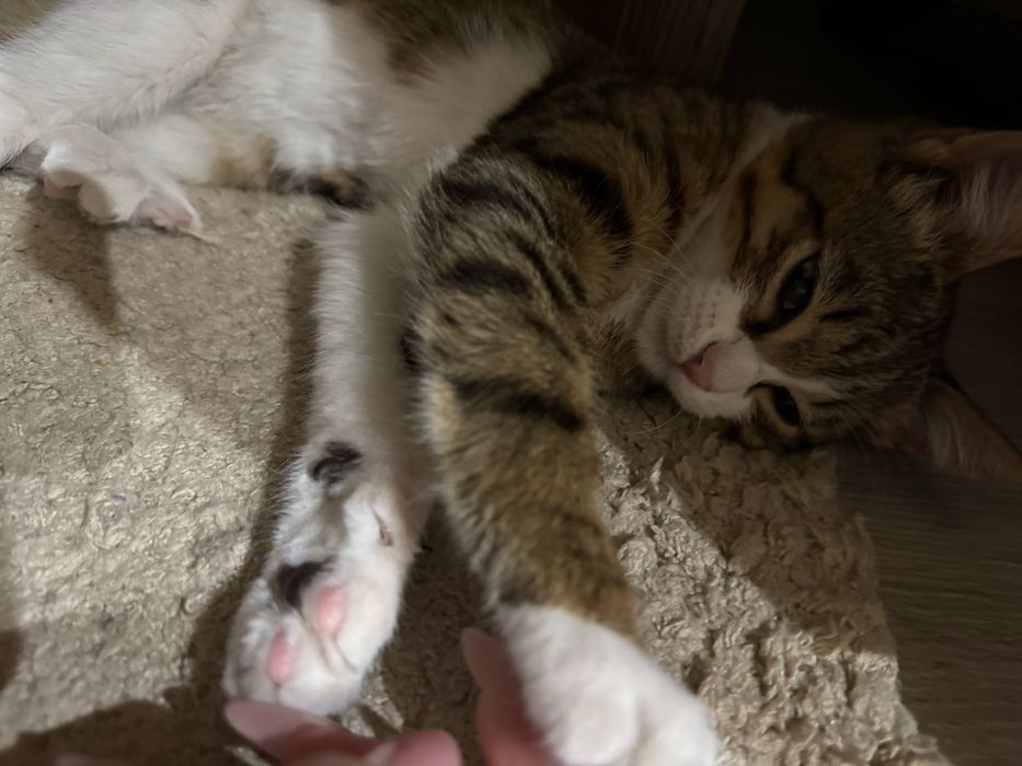 Котенок домашний