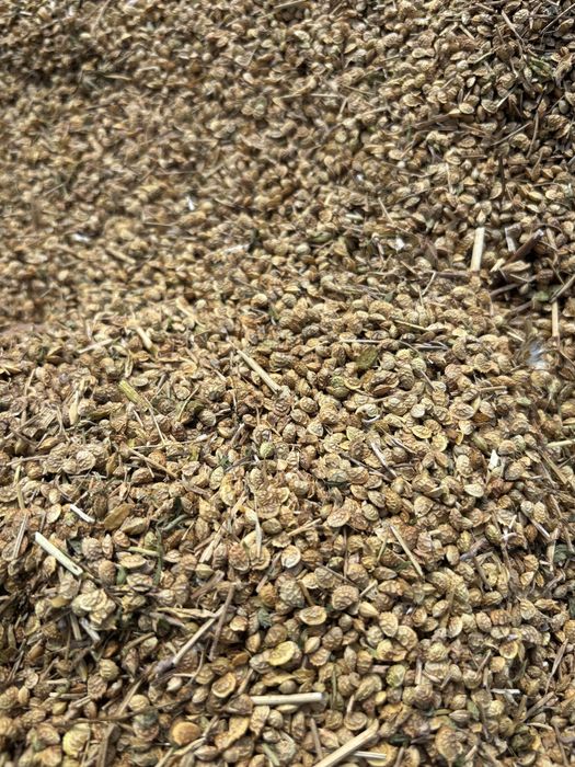 Sparceta productie 2025