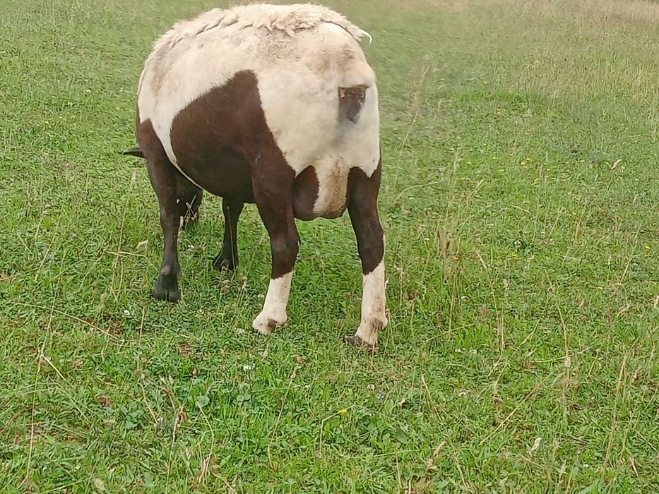 Vând oaie dorper cu două mieluțe