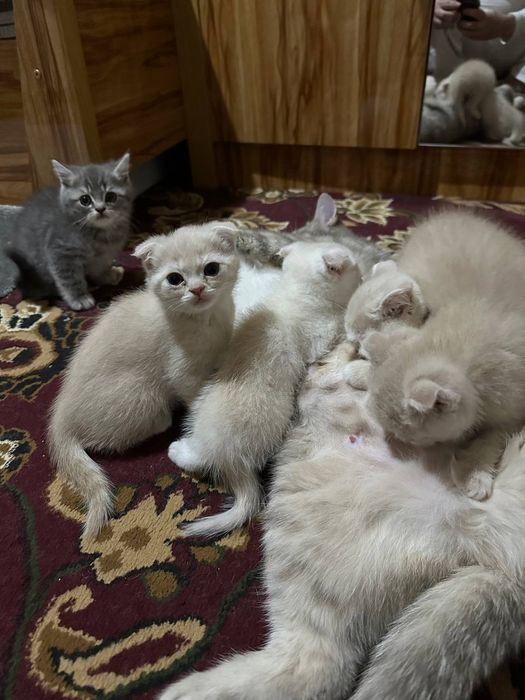 Мушук, мушукча, котёнок, котята