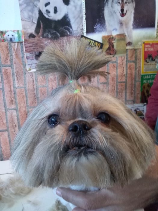 Tuns zi de zi! Catei, pisici și iepurasi