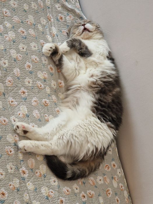 Отдам в добрые руки кота .