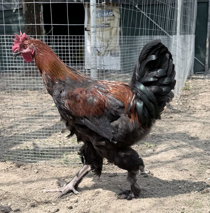 Vând cocoși tineri