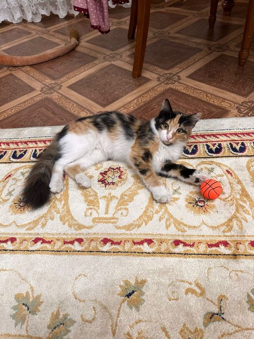 Отдам кошку в хорошие руки