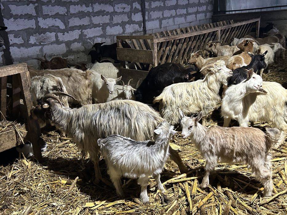 Vand capre sau schimb cu oi