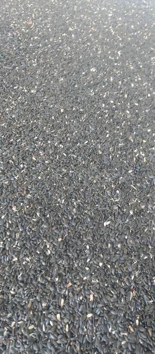 Floarea soarelui recoltā 2025