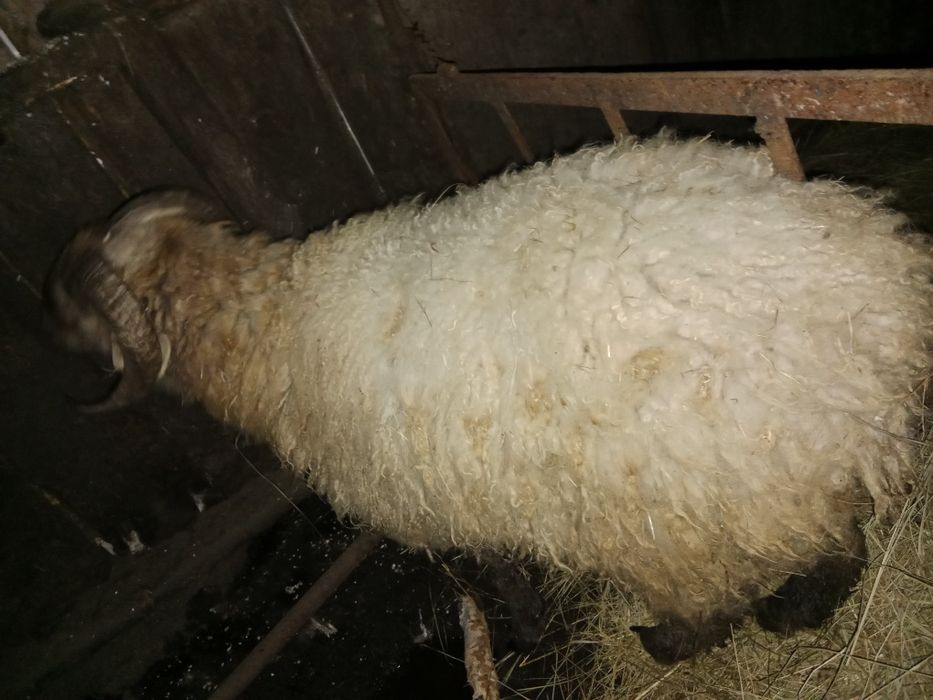 Продам молодого годовалого Кошкара