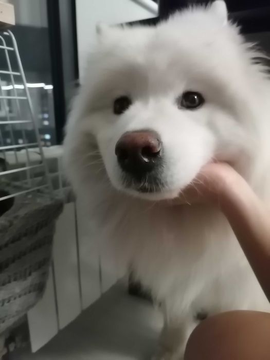 Самоедская Лайка