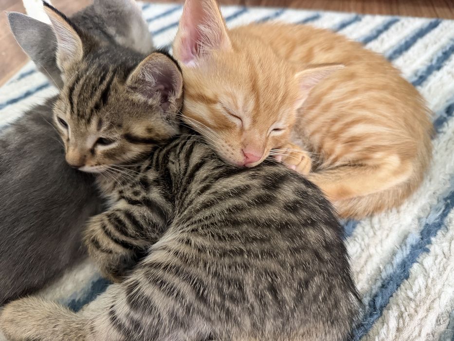 Отдам котят в хоршие руки