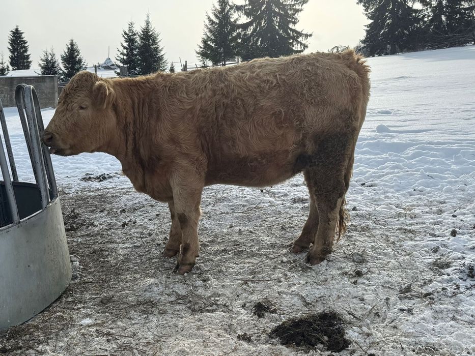 Vând junica limousin