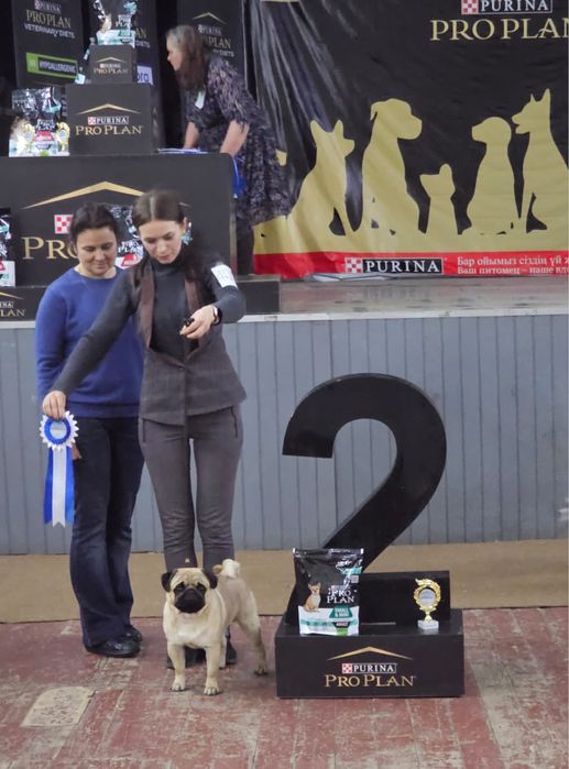 Кобель мопса для вязок