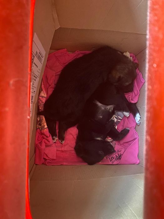 Donatie catei micuti