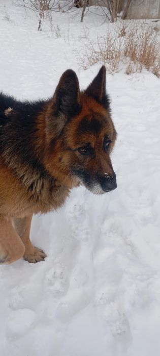 Найдена собака, овчарка