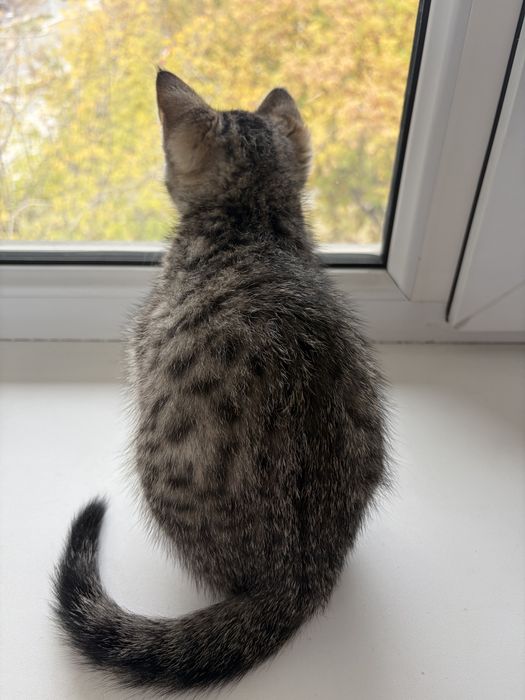 Отдам котенка мальчик