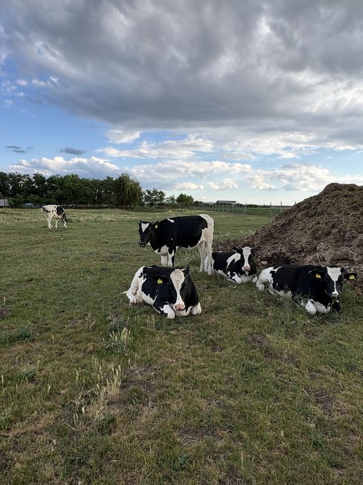 Juninci holstein cu pedigree