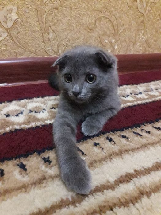 Продаётся Вислоухий Котёнок