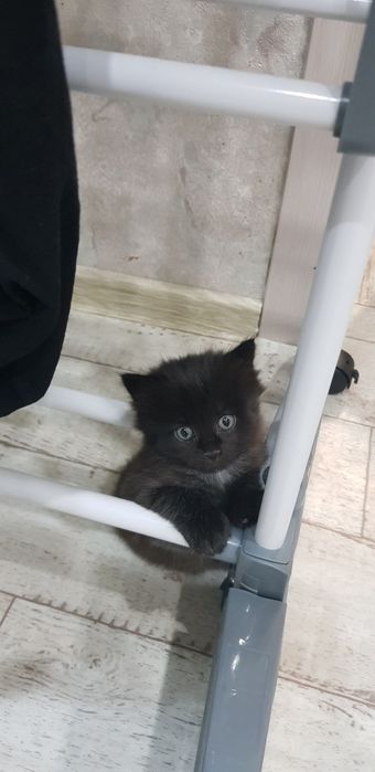 Котенок в добрые руки