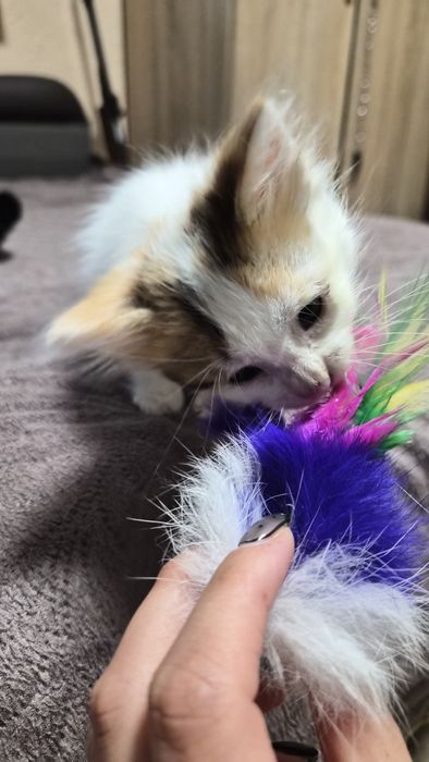 Момиче на 1 месец търси дом