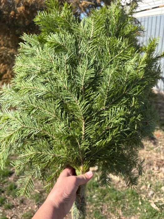 Продам веники пихтовые