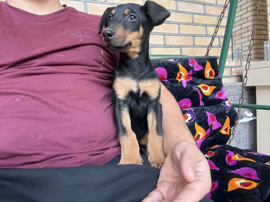 Доберман самка 2,5 месяцов