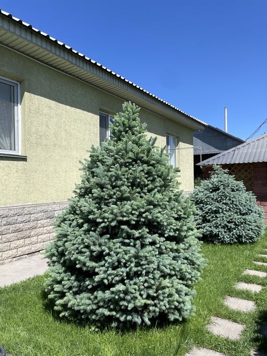 Голубые елки продам