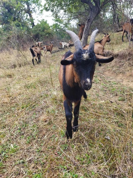capre - tapi alpin francez