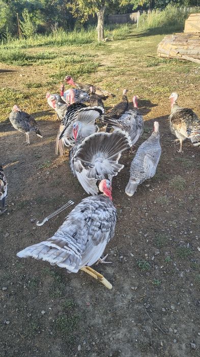 Vând/schimb curcani și curci pentru reproductie