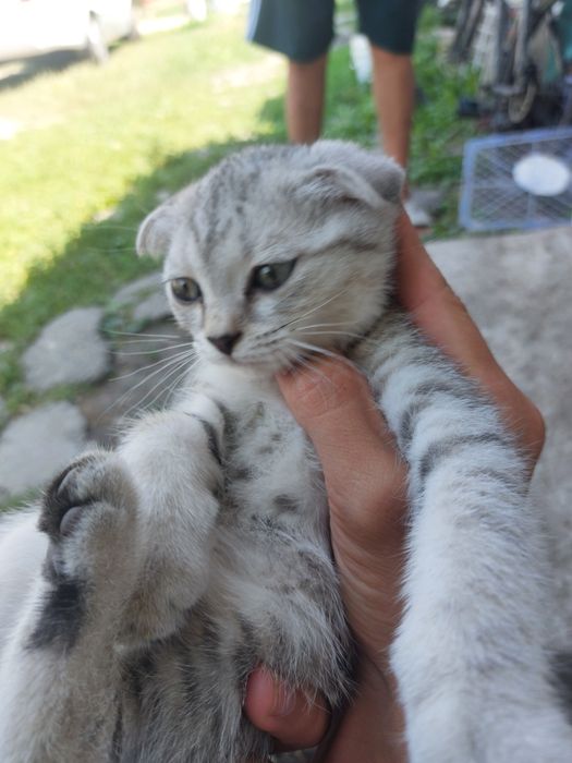 Продаётся котёнок