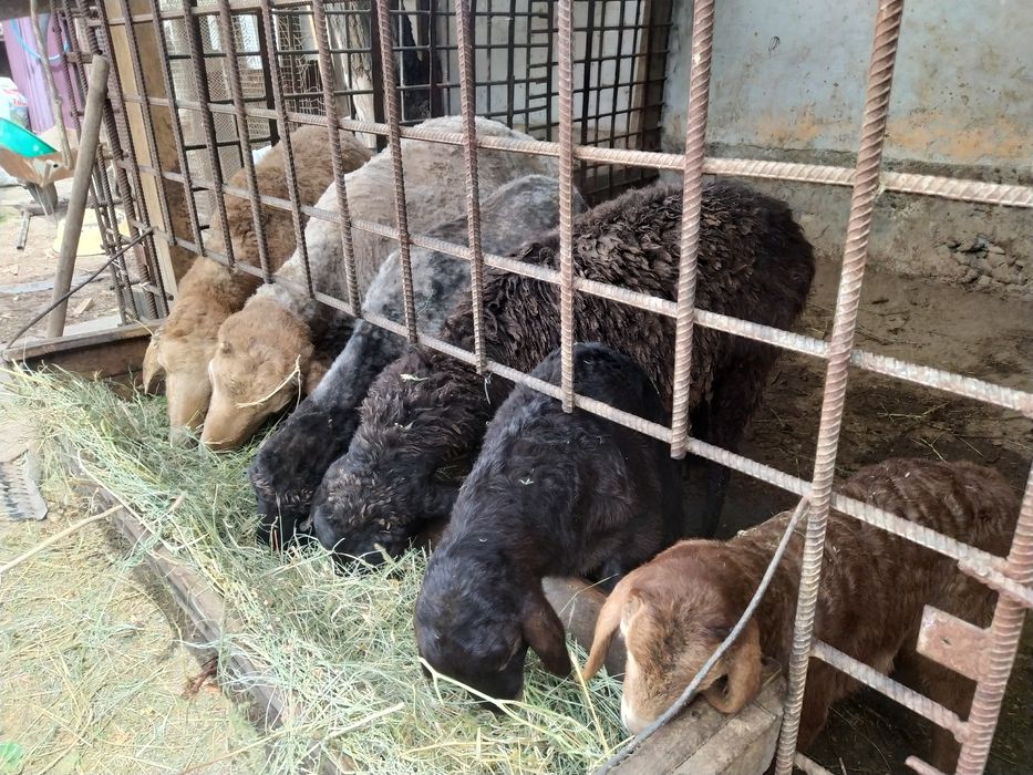 Козылык койлар сатылады