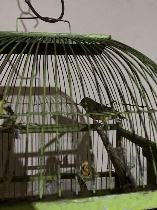 Продам канареек пара , и одна самка