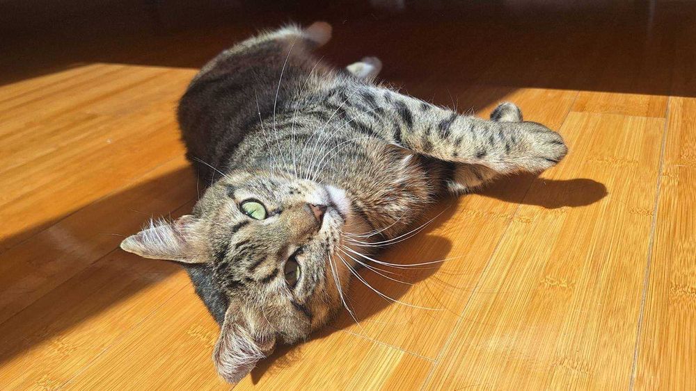 Тиги, 3-годишно коте-терапевт, търси дом!