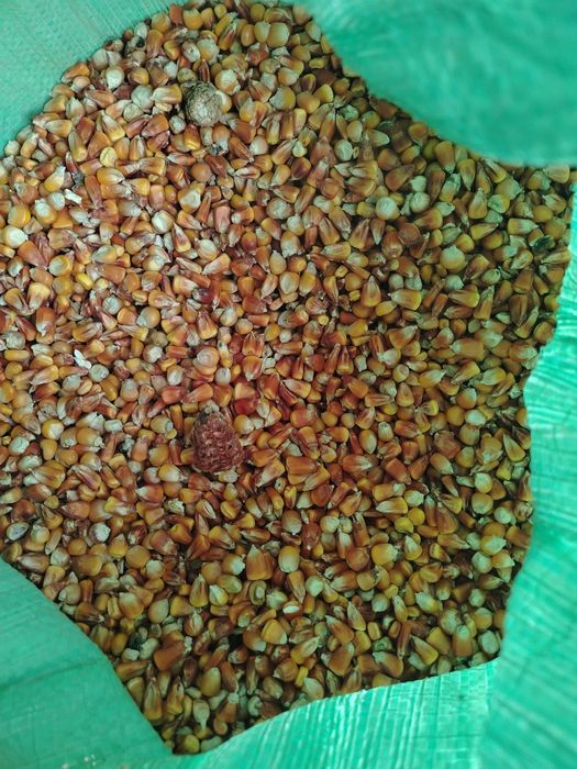 Makayi Gibrid 50 tonna bor