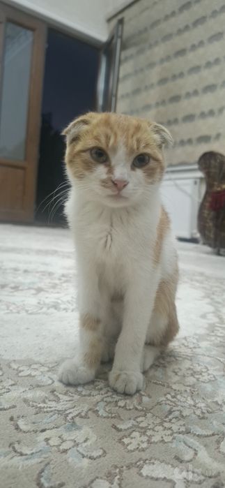 Кот скотиш фольд