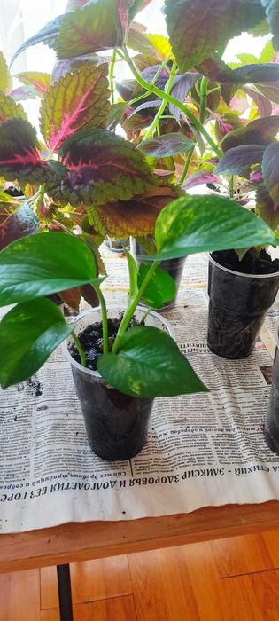 Колеус, эпипремнум, каланхоэ