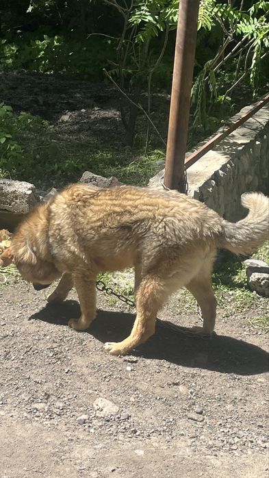 Продам немецкую овчарку (кавказец)