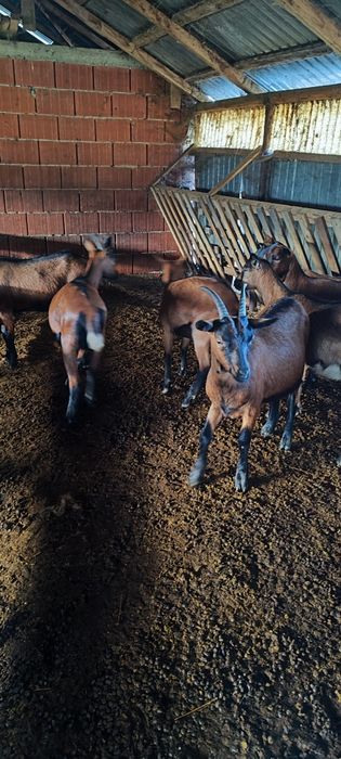 Iede alpine franceze de vânzare gestante din mame foarte bune de lapte